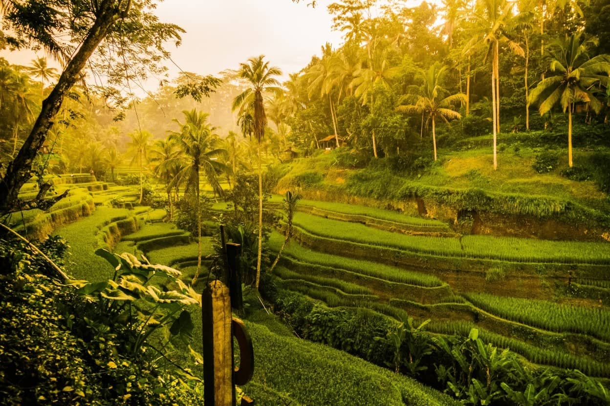 Ubud Tour