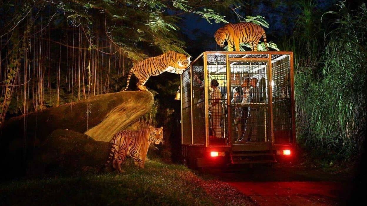 The Night Safari Tour